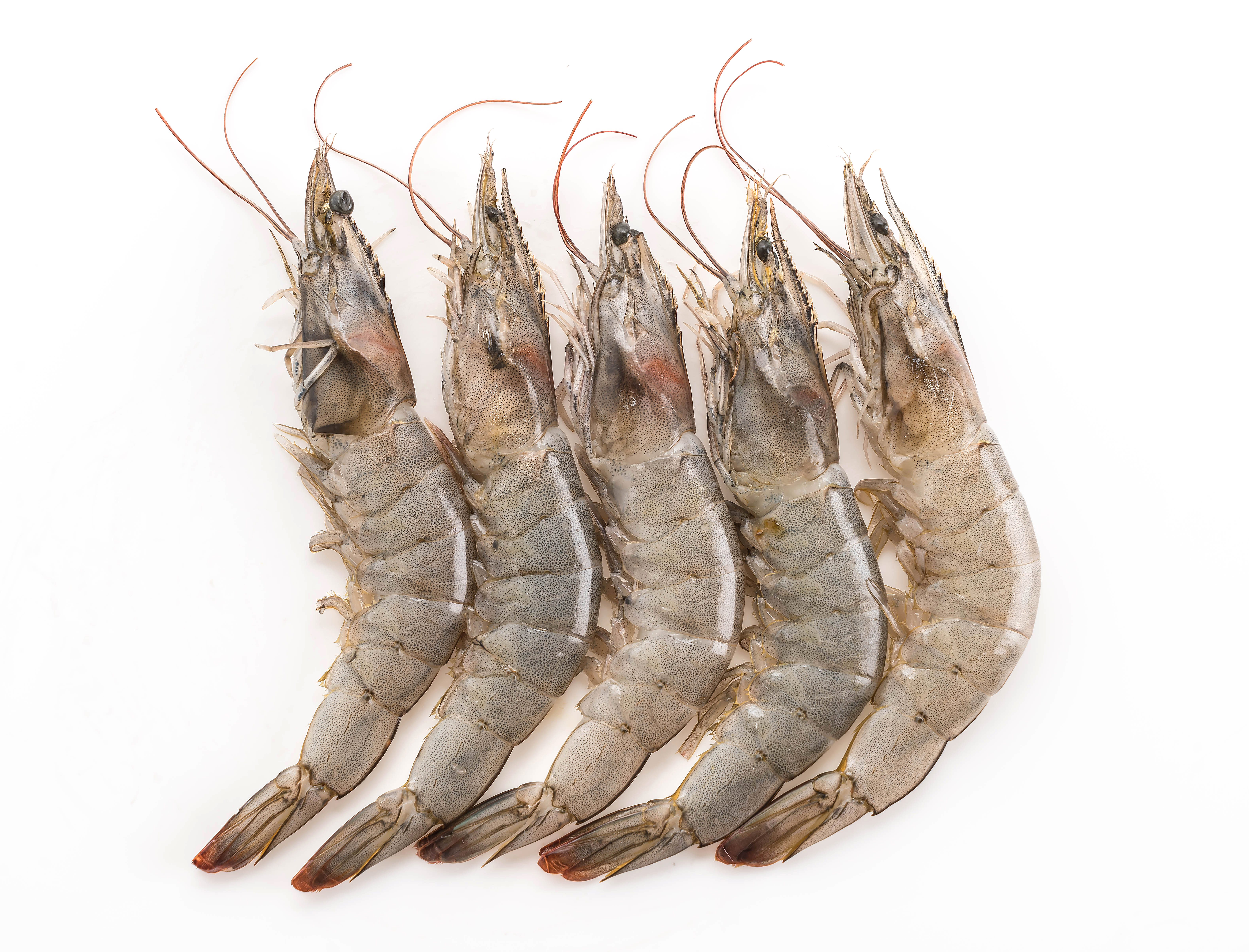 WhiteLeg Shrimp